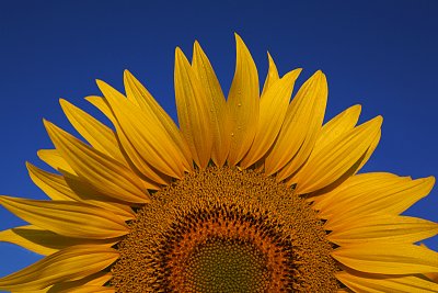 Sunflower Sunrise