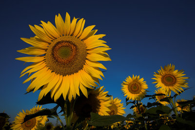 Sunflower Leader