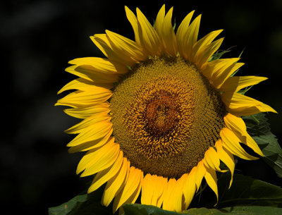 Sunflower  40a