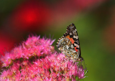 Butterfly on Pink 2a