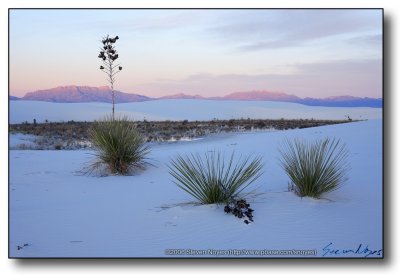 White Sands : Yucca Down