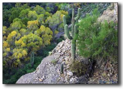 Superstitions - Topless Saguaro Cactus