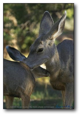 Mothers care : Grand Canyon (Deer)