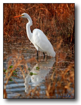 Texas : Egret in Reflection
