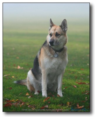 Trixie : Doggies in the Mist