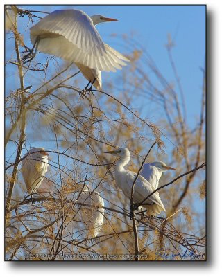 Gilbert, AZ : Egret on Wings