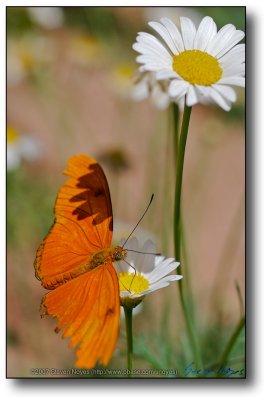 Butterfly & Daisy : AZ