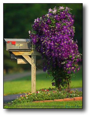 Rockford : Mail boxes