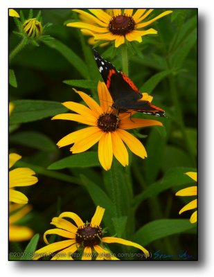 Rockford : Brown Eyed Susan with Butterfly