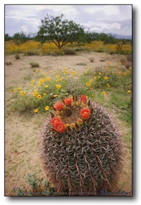 Dragoon Mountains - Cactus Poppies