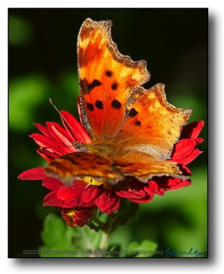 Flowered Butterfly