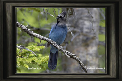 Stellar Jay.jpg