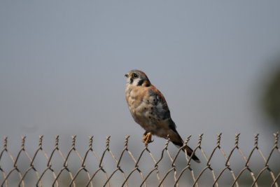 American Kestrel (ÃÀÖÞСöÀ)