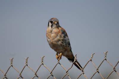 American Kestrel (美洲小隼)