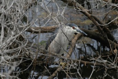 Black-crowned Night Heron (黑冠夜鹭)
