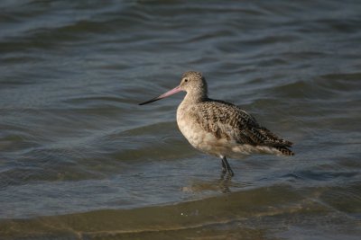 Marbled Godwit (ʯ)