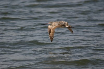 Marbled Godwit (云石塍鹬)