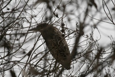 Yellow-crowned Night Heron (黄冠夜鹭)