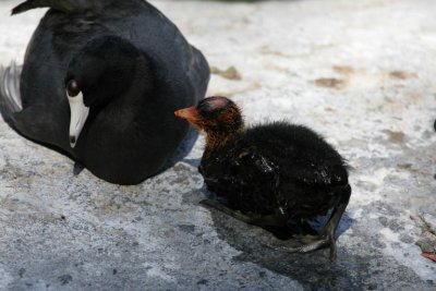 American Coot (美洲黑鸭)