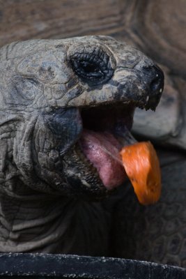 One Big Bite #2 (Who Said Carrots Are Good For You?)