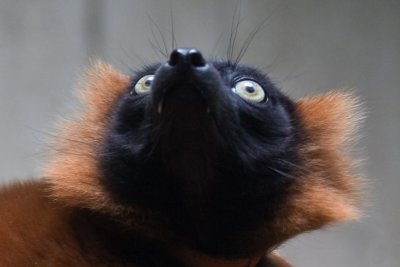 The Eyes Have it