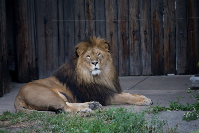 The King