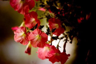 Pink Flowers