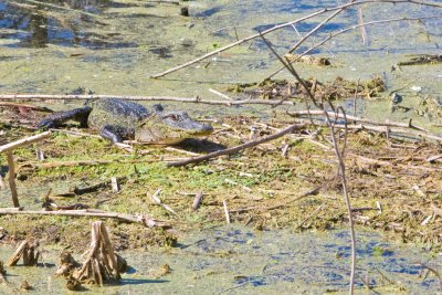 Harris Neck National Wildlife Refuge #2