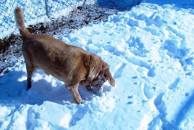 Lily in the Snow