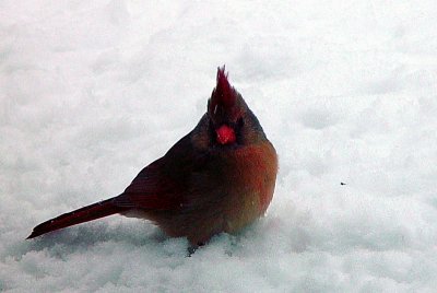 Snow Bird