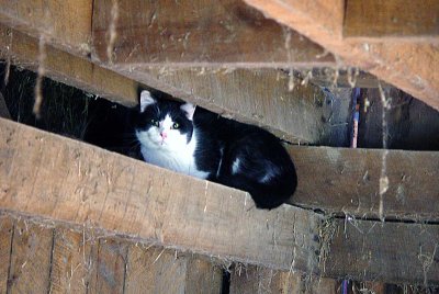 In the lower rafters