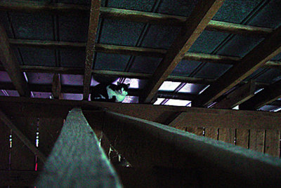 In the Rafters