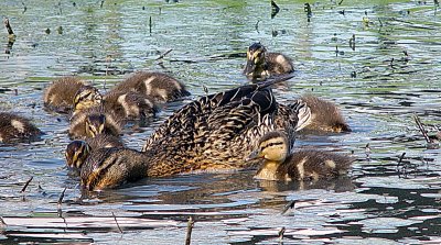 Mother & Children