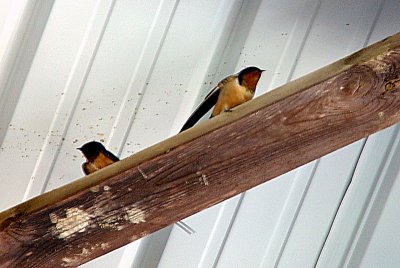 Barn Swallows?