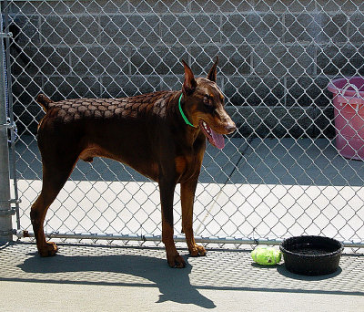 Iko in the play yard