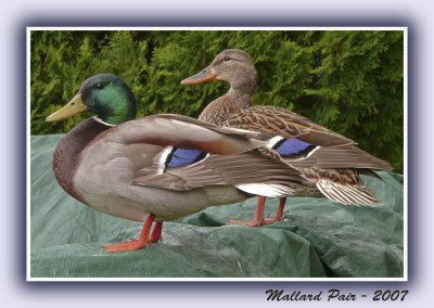 Mallards.jpg