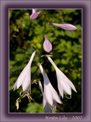 Hosta Lily.jpg