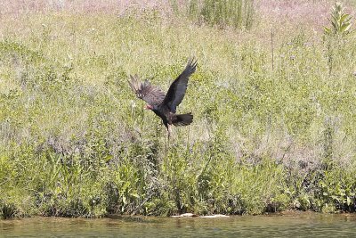 Turkey vulture