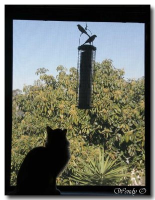 The Bird Feeder