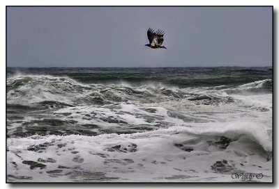 Hawk & Surf