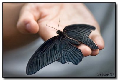 A Butterfly in the Hand...