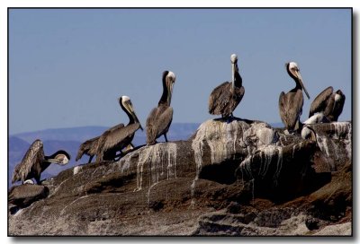 Yet More Pelicans