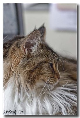 Profile