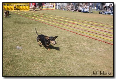 Minnie - ears flyin' headed to the finish line