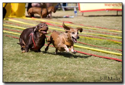 I'm going to beat this dog!