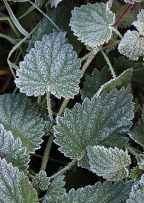 3593-Frosty leaves-2.jpg