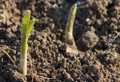 3594 2006 Garlic.jpg
