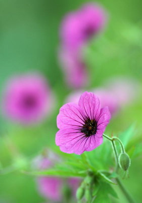 1034 - Flower-1.jpg