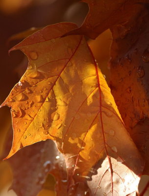 DSC_4216-Rainy Leaves-1.jpg