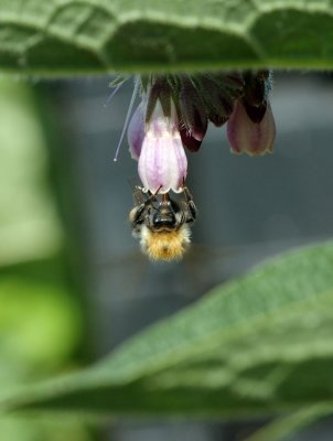 4361-Bees on Comfrey-1.jpg